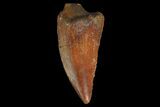 Serrated, Raptor Tooth - Real Dinosaur Tooth #176160-1